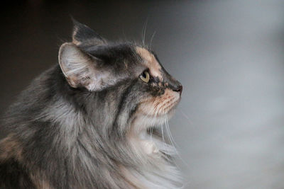 Close-up of a cat looking away