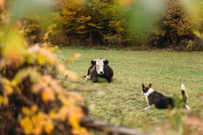 Cow and dog on pasture. autumn forest background