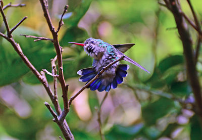 Close-up of butterfly pollinating on purple flower