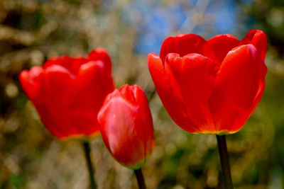 Close-up of red tulips blooming in garden