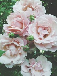 Close-up of pink rose