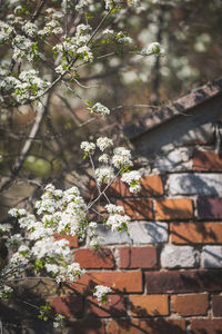 High angle view of flowering plants on tree