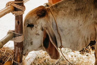 Close-up of horse in ranch