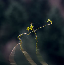 Close-up of plant at night