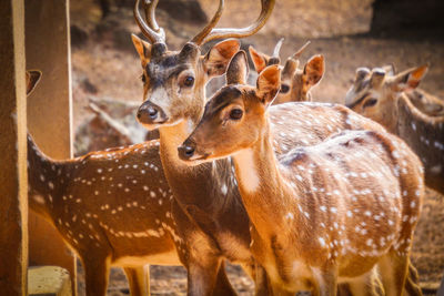 Deer in a field