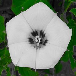 Close-up of white flower