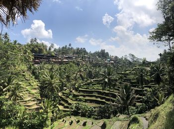 Plants and trees on landscape against sky
