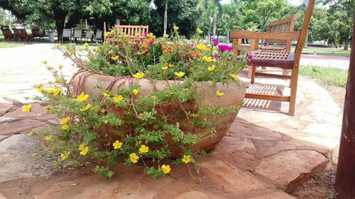 Flower plants against trees