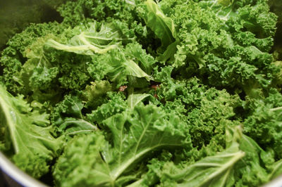 Close-up of green vegetables