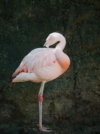 Close-up of bird perching on a lake