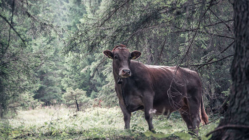 Portrait of horse in forest