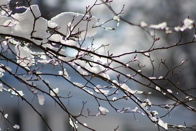 Low angle view of cherry blossom tree