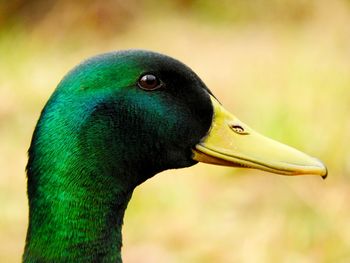 Close-up of a bird