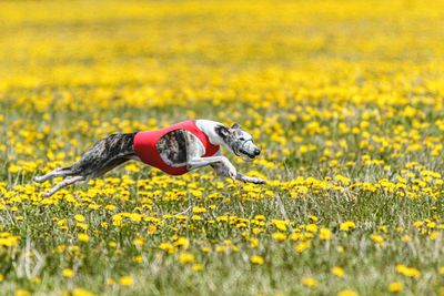 Whippet sprinter running in red jacket on coursing field at competition in summer