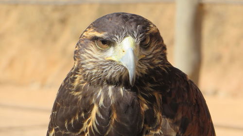 Close-up portrait of falcon