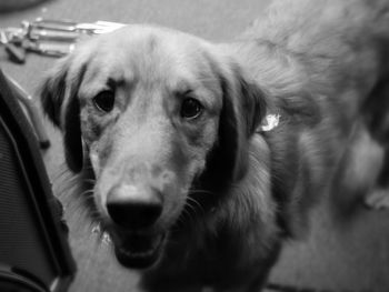 Close-up portrait of dog