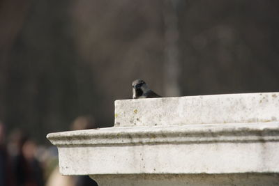 Close-up of bird perching on wall