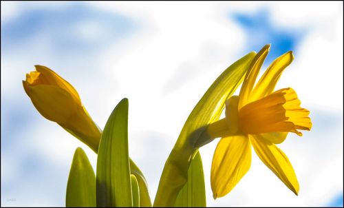 Close-up of yellow flower against sky