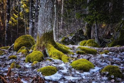 Plants growing on rocks in forest