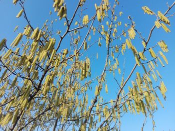 Low angle view of flowering tree against blue sky