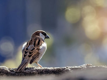 Close-up of bird perching on retaining wall