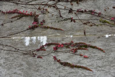 Creeper plant on wall during autumn