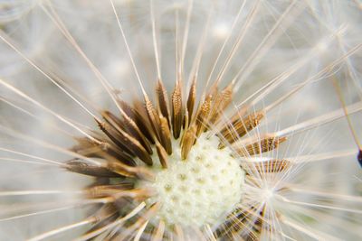 Extreme close-up of dandelion