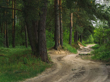 Dirt road amidst trees in forest