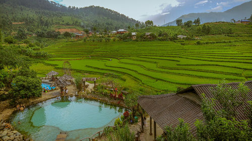 Scenic view of agricultural field