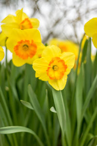 Close-up of yellow daffodil flowers