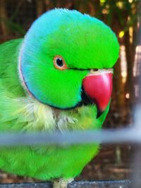 Close-up of parrot