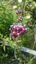 Close-up of purple flowers blooming outdoors