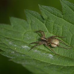 Close-up of insect on plant