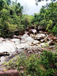 Plants growing on rocks in forest