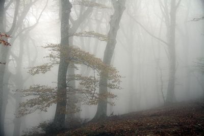 Trees in forest during foggy weather