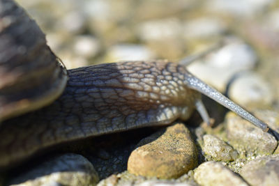 Close-up of snail