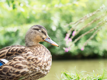 Close-up of duck