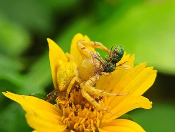 Close-up of insect on yellow flower