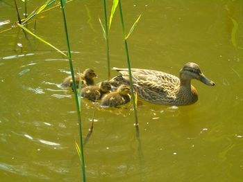 Ducks swimming in lake