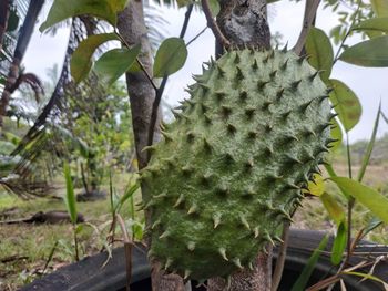 Close-up of succulent plant