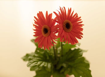 Close-up of red flowering plant