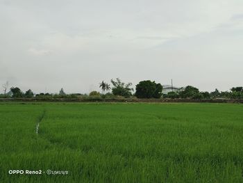 Scenic view of agricultural field against sky