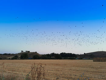 Flock of birds flying over land