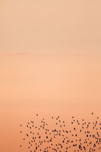 Low angle view of birds flying against clear sky