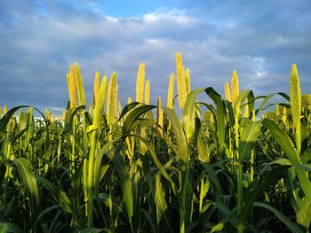 Crops growing on field against sky