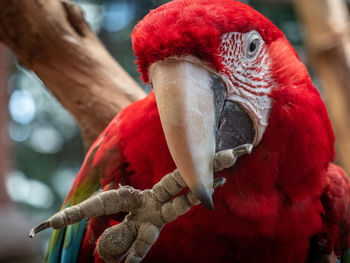 Close-up of a parrot