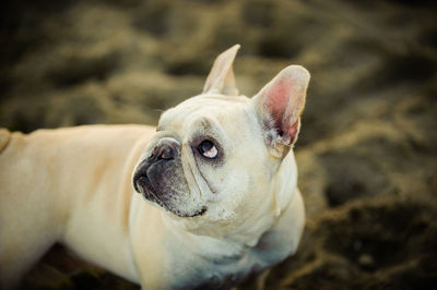 Close-up of a dog