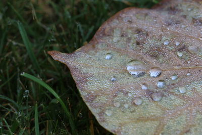 Close-up of wet mushroom growing on field