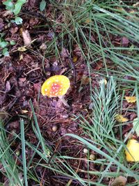 High angle view of flowering plants on field