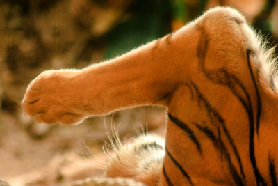 Close-up of a cat